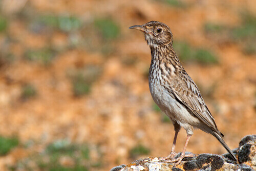 chersophilus duponti, skowronki