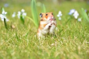 Dom dla małych zwierząt – stwórz im idealny kąt