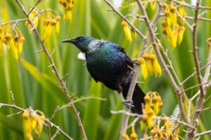 Kędziornik: zapylacz kwiatów z Nowej Zelandii