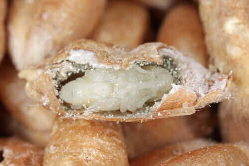 wołki zbożowe - larwa