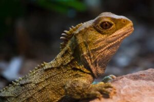 Łupkoząb: ocaleniec z epoki dinozaurów