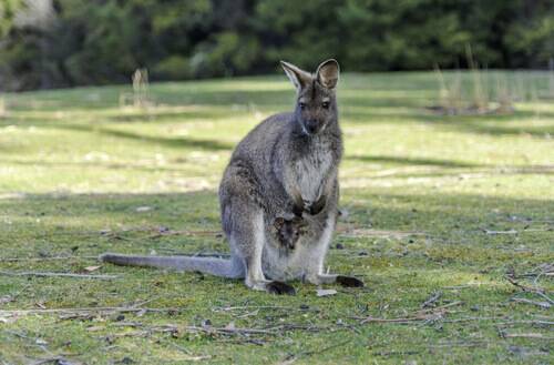 macropus robustus