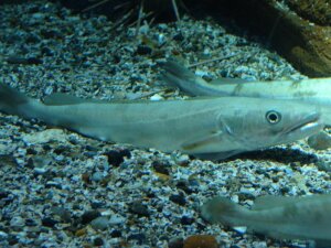 Morszczuk: poznaj rodzaje migracji tej ryby