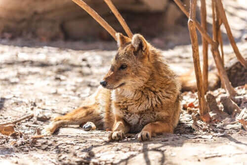 odpoczywający szakal złocisty