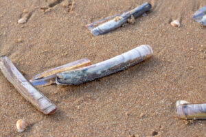 Okładniczka: poznaj lepiej tego niezwykłego mięczaka