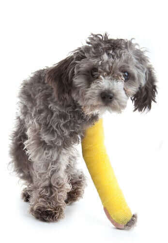 pies ze złamaną nogą