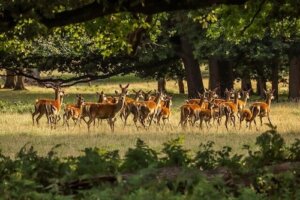 Jelenie - dieta oraz naturalne siedliska