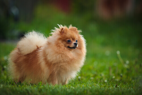 pomeranian