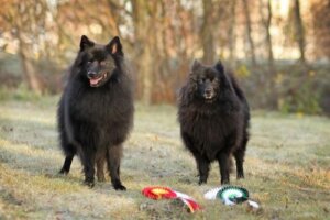 Szpic - poznaj różne odmiany tej rasy