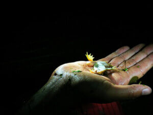 Tanatoza - poznaj to tajemnicze zjawisko