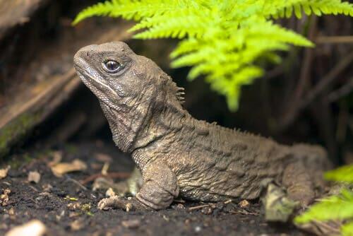 tuatara