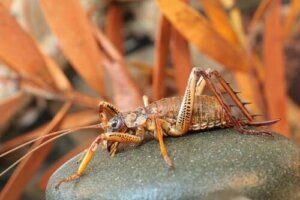 Weta, jeden z największych owadów na świecie