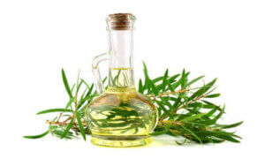 Olej z drzewa herbacianego i jego korzyści dla psów