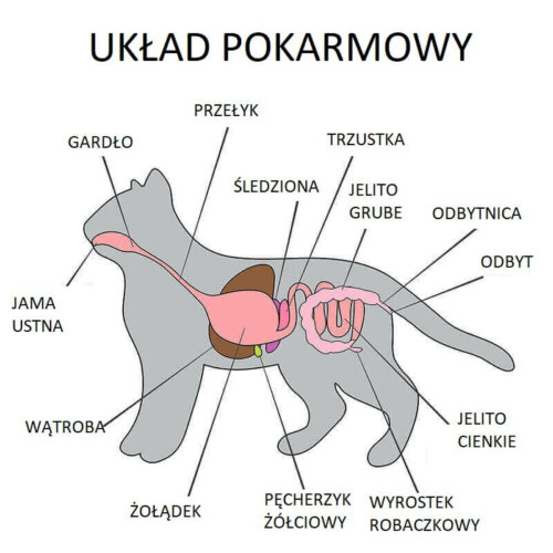 Układ pokarmowy kota