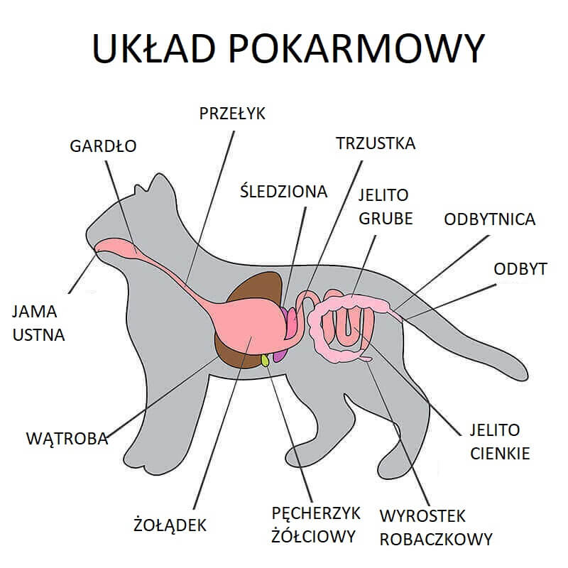 Układ pokarmowy kota