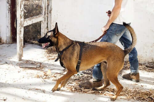 człowiek wyprowadzający psa