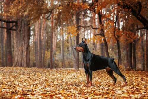 doberman w lesie