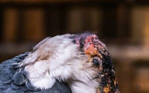 Marabut afrykański: ważny dla ekosystemu padlinożerca