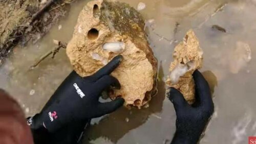 mięczaki nowe odkrycie