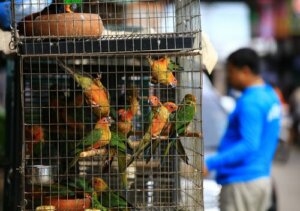 Konwencja CITES - dowiedz się o niej więcej