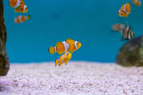 Hermafrodytyzm i jego znaczenie ewolucyjne