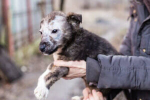 Grzybica woszczynowa u szczeniąt: objawy i leczenie