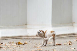 Świerzb u szczeniaka: przyczyny i objawy