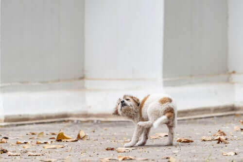 Świerzb u szczeniaka: przyczyny i objawy