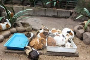 Zapobieganie inwazji pasożytniczej u świnek morskich