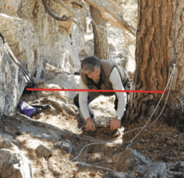 chwytanie dzikich zwierząt