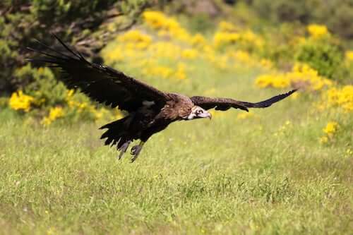 czarny sęp i park Guadarrama