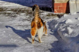 Brzydki zapach z okolic odbytu kota - przyczyny