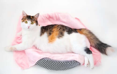 kotka w ciąży na posłaniu, problemy zdrowotne