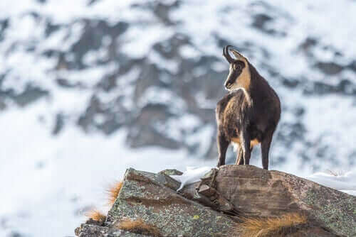 kozica południowa na górze