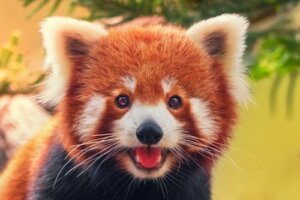 Pandka ruda i jej zachowanie - poznaj ją lepiej