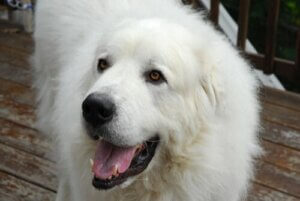 Pirenejski pies pasterski: wszystko, co musisz wiedzieć