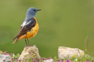 Fauna Parku Narodowego Guadarrama