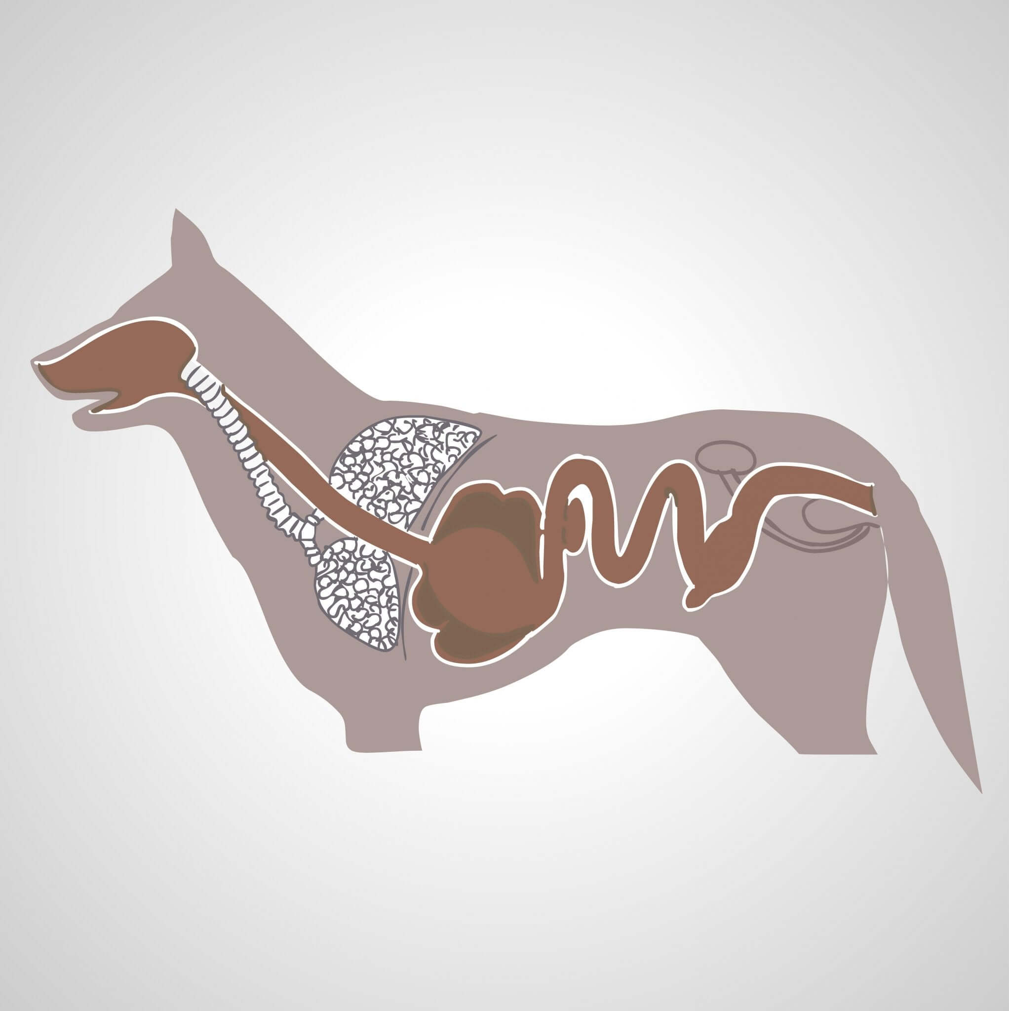 układ trawienny psa