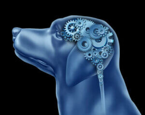 Czy zaburzenia obsesyjno-kompulsyjne u psów są możliwe?