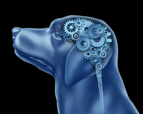 Czy zaburzenia obsesyjno-kompulsyjne u psów są możliwe?