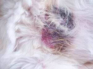 zmiany skórne u psa