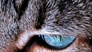 Sierść kota - dlaczego zmienia kolor?