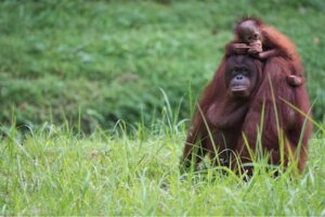 Jak wygląda przemiana pokoleń u zwierząt?
