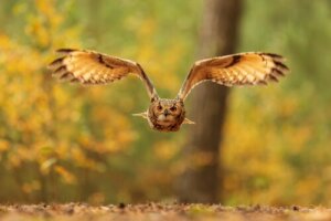 Nocne ptaki drapieżne – królowie nocy