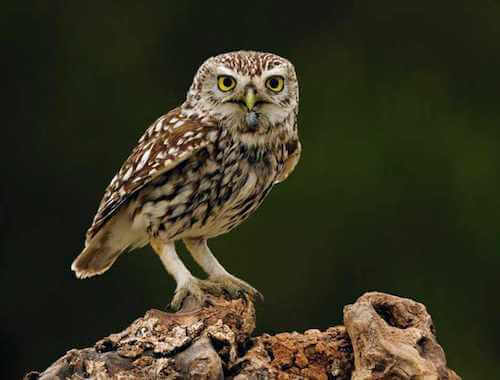 puszczyk na gałęzi