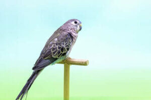 Łąkówka liliowa – dieta i środowisko tej papugi