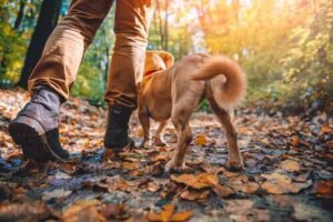 Dogtrekking – jakie rasy będą najlepsze?