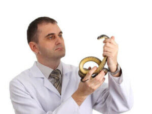 Trzymanie gada w domu – co należy wziąć pod uwagę?