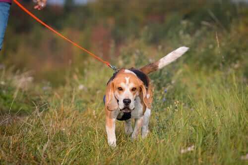 dogtrekking z beagle