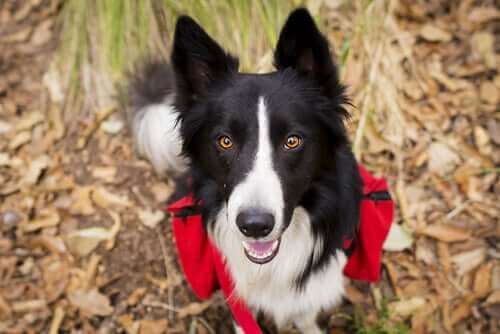 border collie a trekking